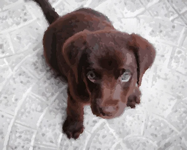 Aperçu peint : Un chiot vu d’en haut
